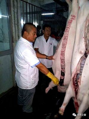 假期里的坚守者 乐平畜牧渔业饲料行业的辛勤耕耘